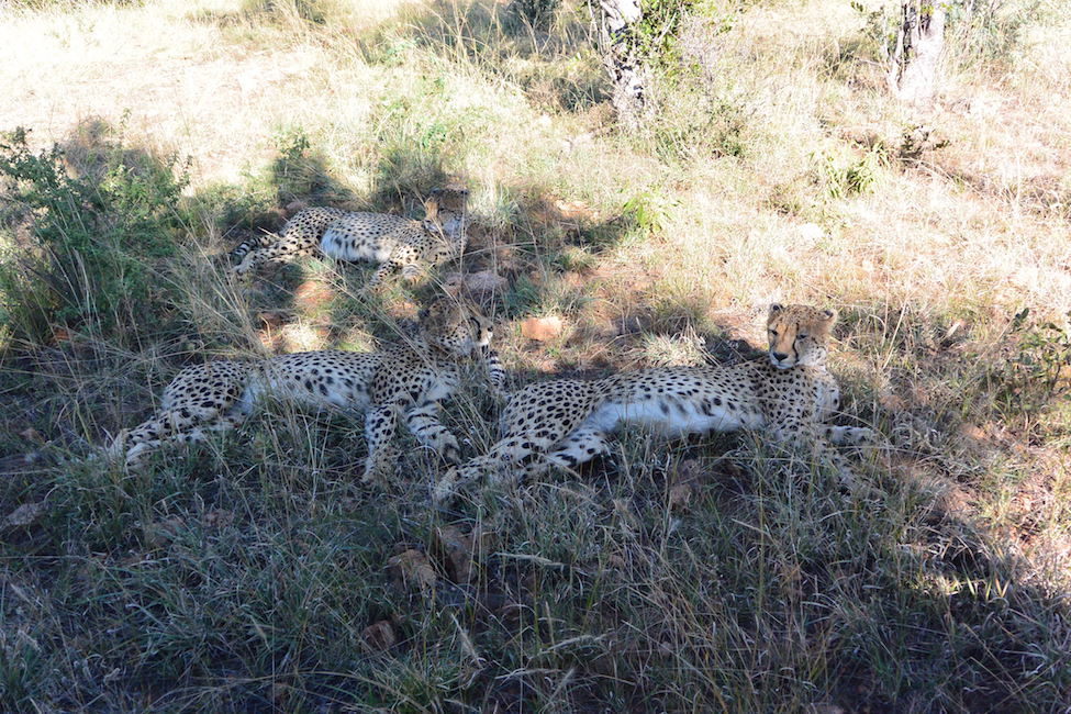 Zuid-Afrika bucketlist: het luipaard van de Big Five spotten