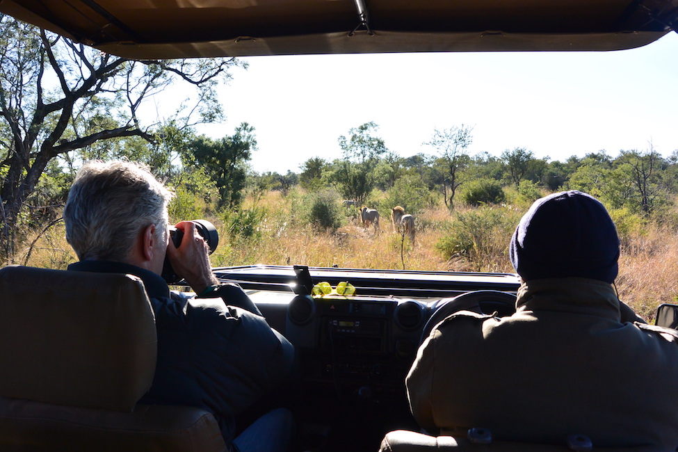 Zuid-Afrika bucketlist: op safari de Big 5 spotten