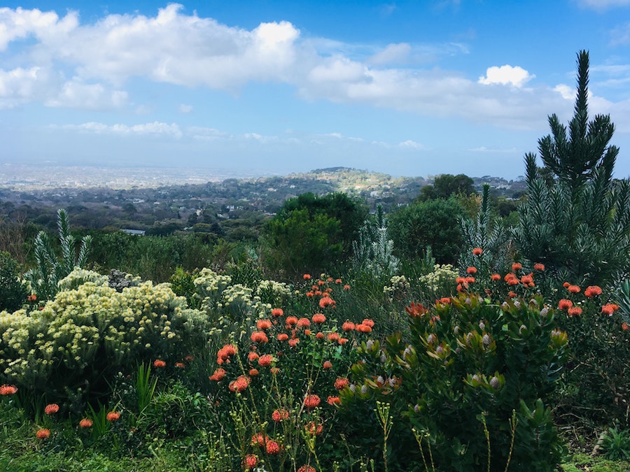 Doen in Kaapstad: Kirstenbosch National Botanic Garden