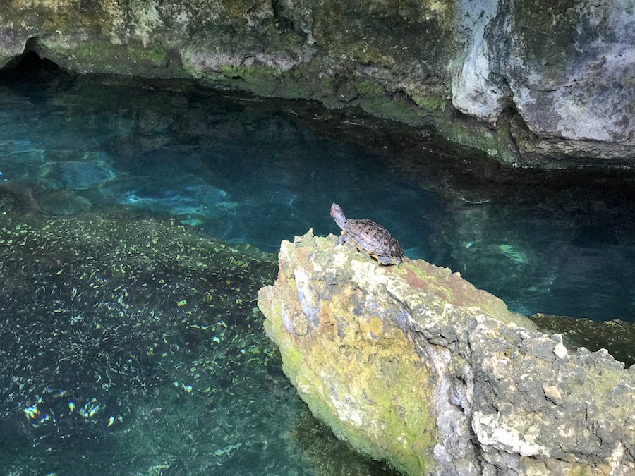 Doen in Tulum: Gran Cenote bezoeken en met schildpadjes zwemmen
