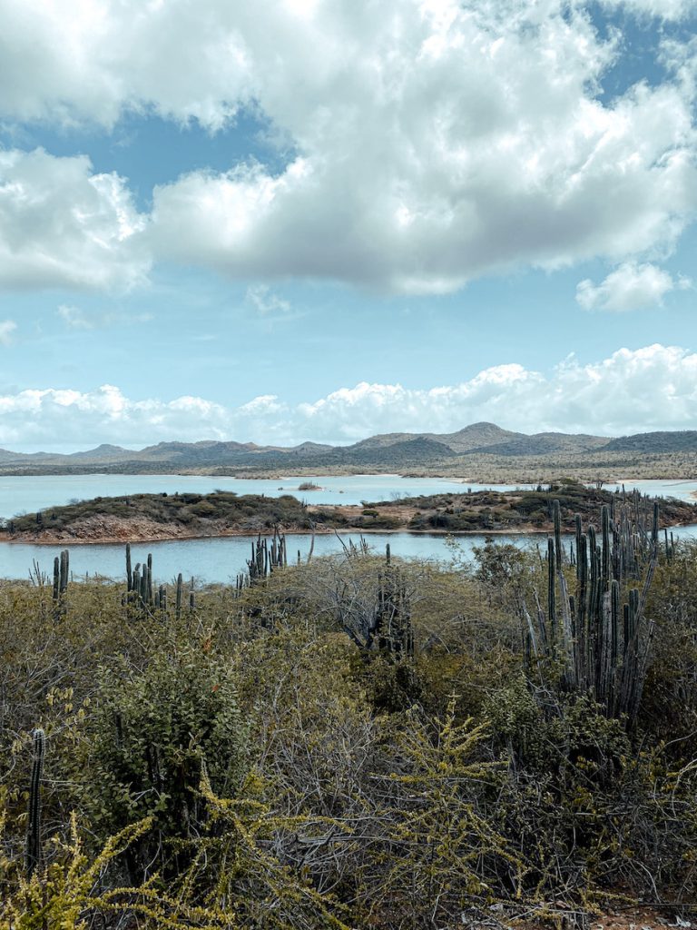 Doen op Bonaire: flamingo's spotten bij het Gotomeer