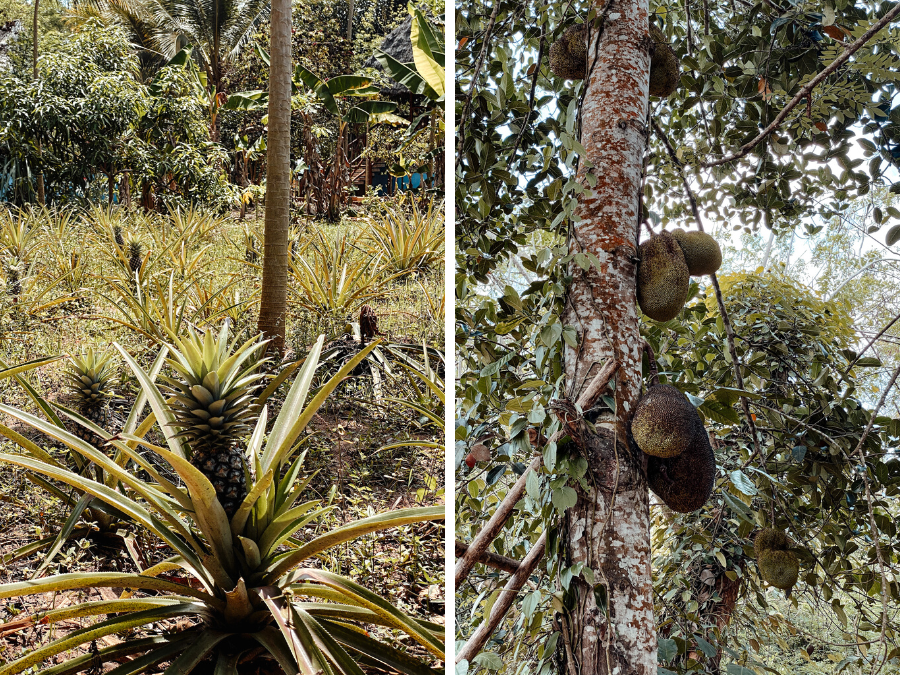 Doen op Zanzibar: Een Spice farm bezoeken