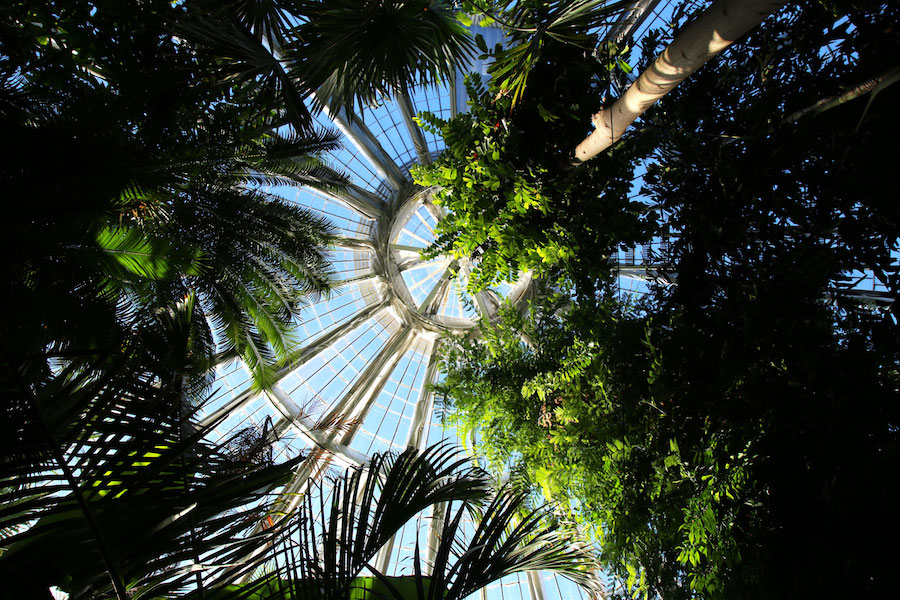Originele activiteiten voor je Kopenhagen stedentrip: The Palm House in de botanische tuin