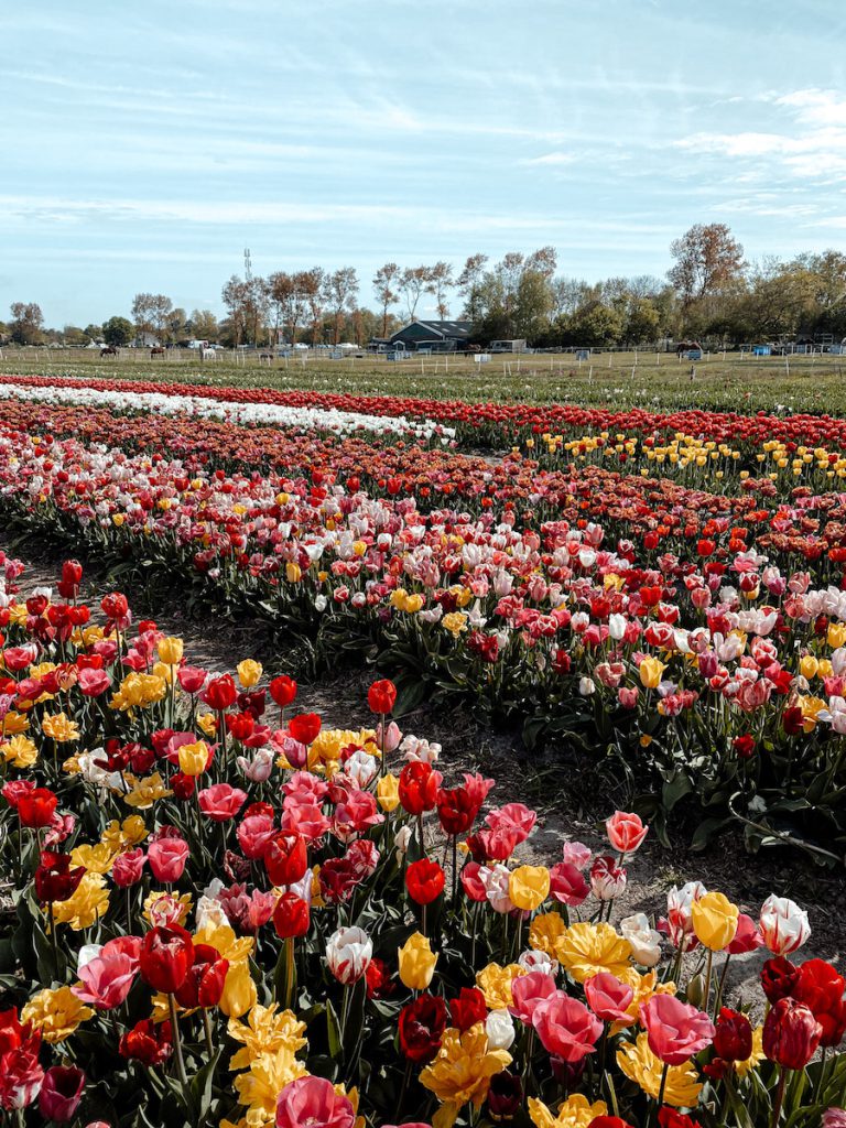 leuke bloemen pluktuinen in Nederland: Bloemfontein Bergen