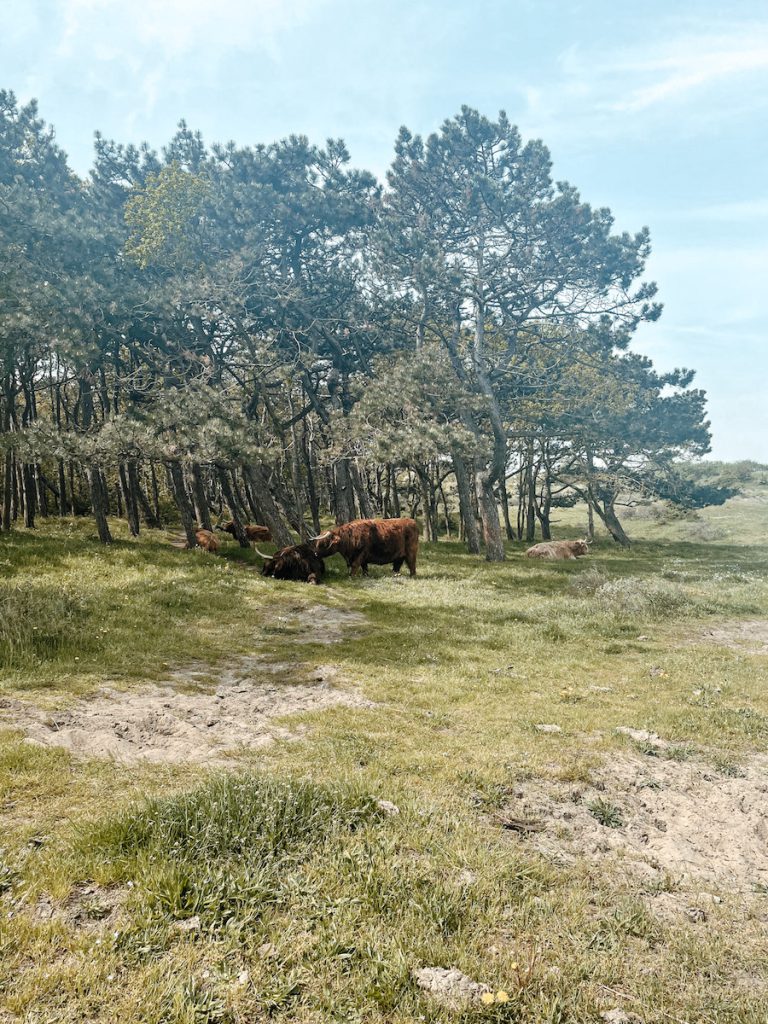 Schotse Hooglanders in de duinen van Castricum