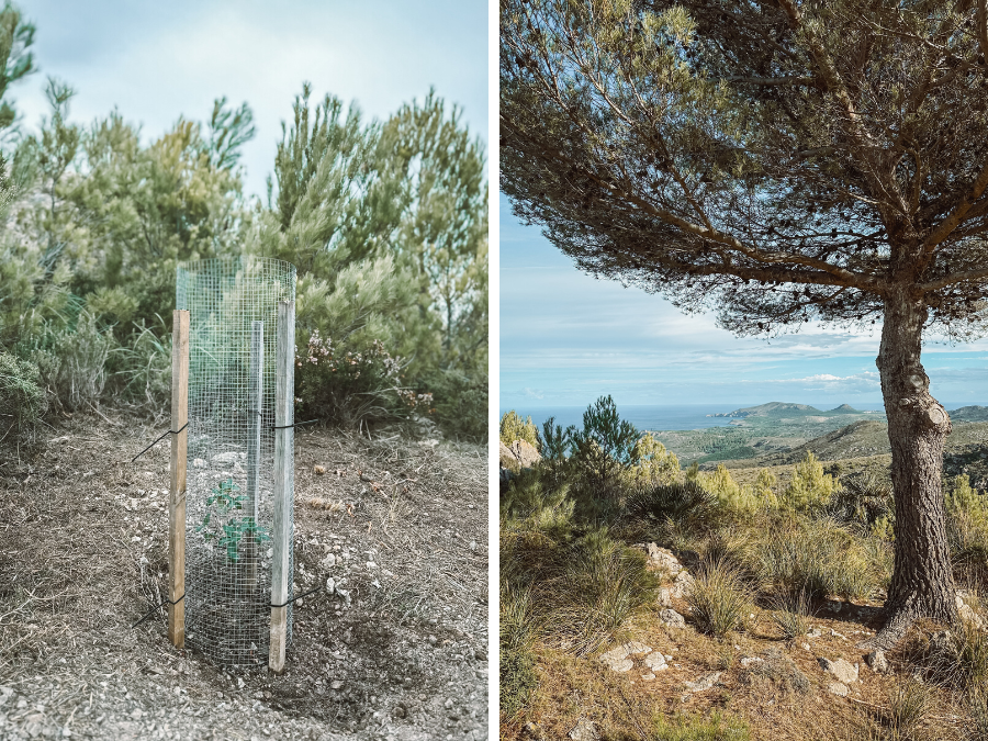 TUI Forest Mallorca: bomen planten in het Llevant natuurpark