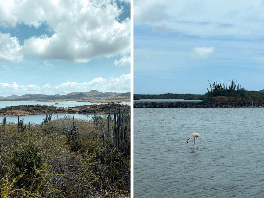 Doen op Bonaire: flamingo's spotten bij het Gotomeer