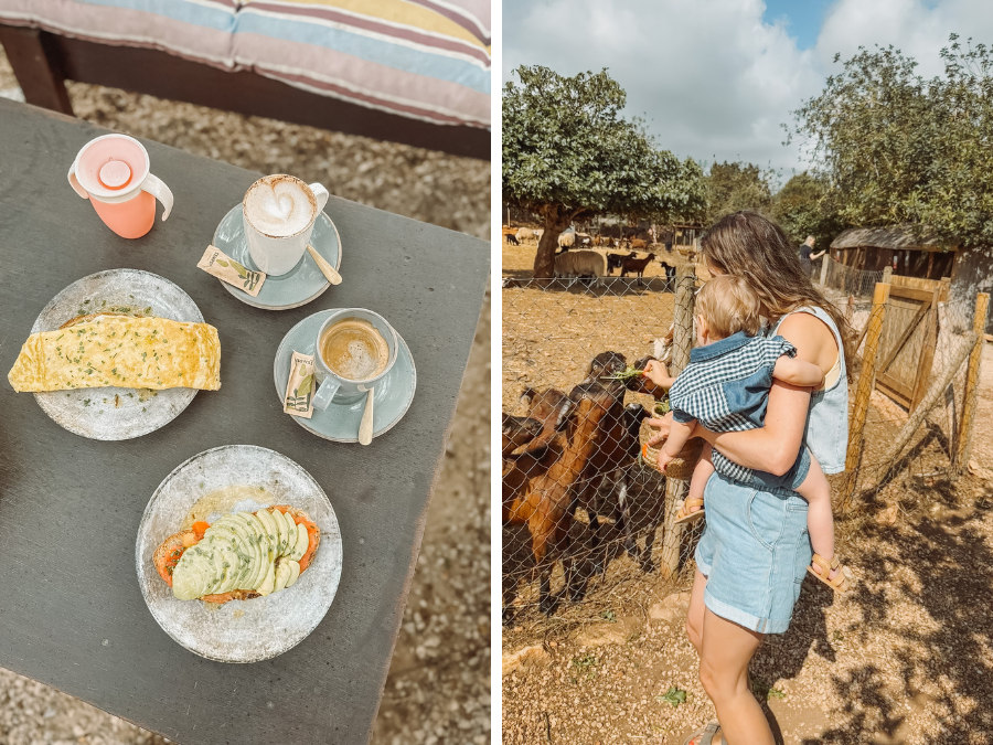 Kindvriendelijke activiteit op Ibiza: dieren voeren bij kinderboerderij Can Muson